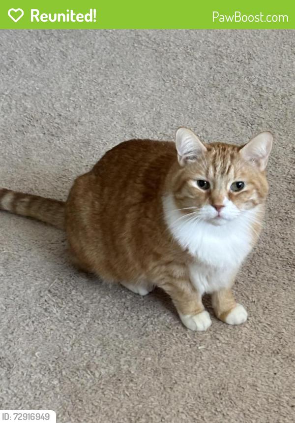 Reunited Male Cat last seen Near Marilyn Drive , Seaford, NY 11783