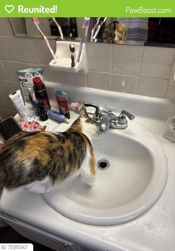 Reunited Female Cat last seen Ottawa Street, Malzahn Street, Post Street, Saginaw, MI 48602