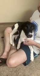 Found/Stray Female Dog last seen Reno avenue and Anderson road , Choctaw, OK 73020