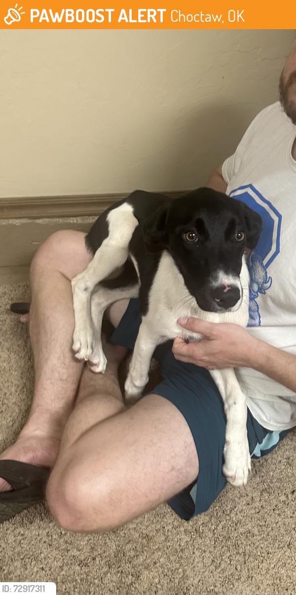 Found/Stray Female Dog last seen Reno avenue and Anderson road , Choctaw, OK 73020