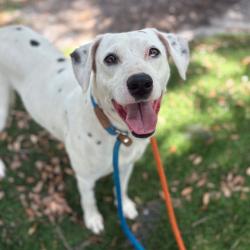 Shelter Stray Male Dog last seen , Port Richey, FL 34653