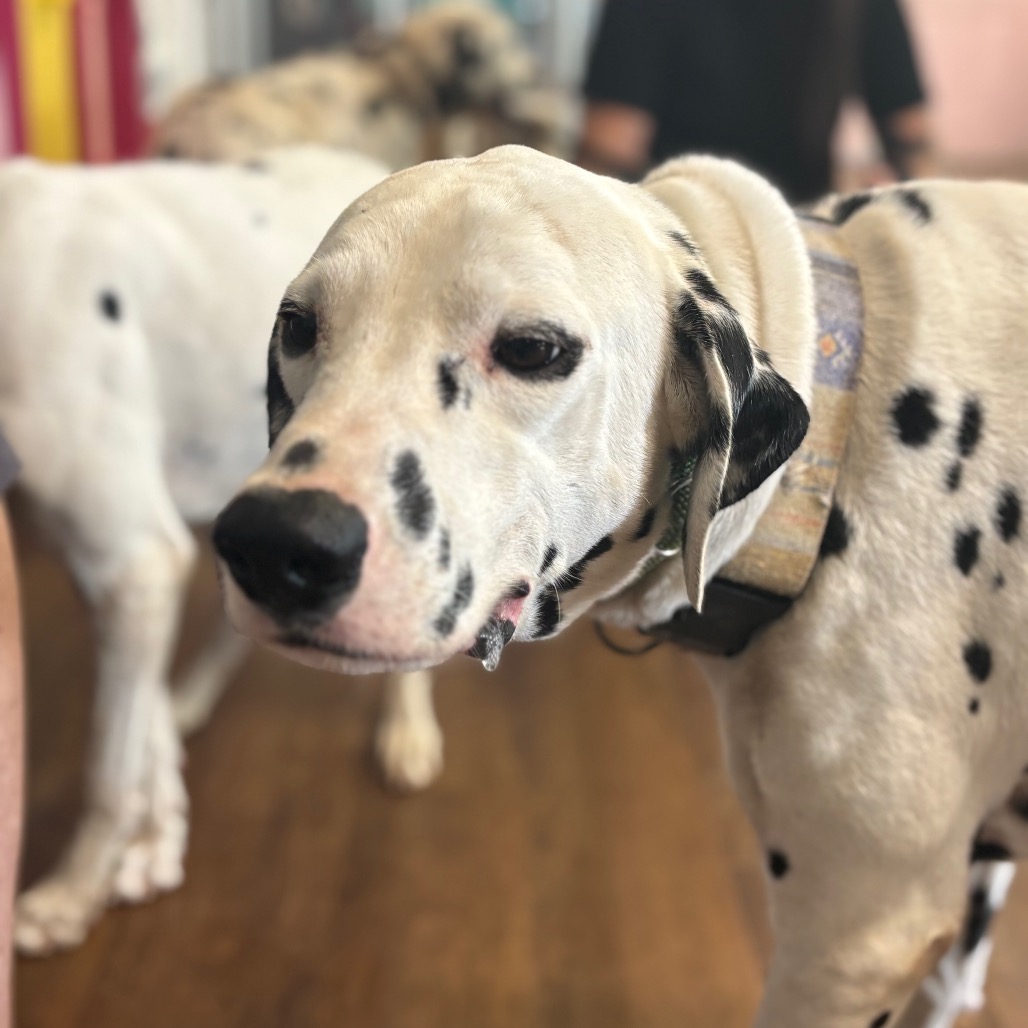 Shelter Stray Male Dog last seen , Port Richey, FL 34653