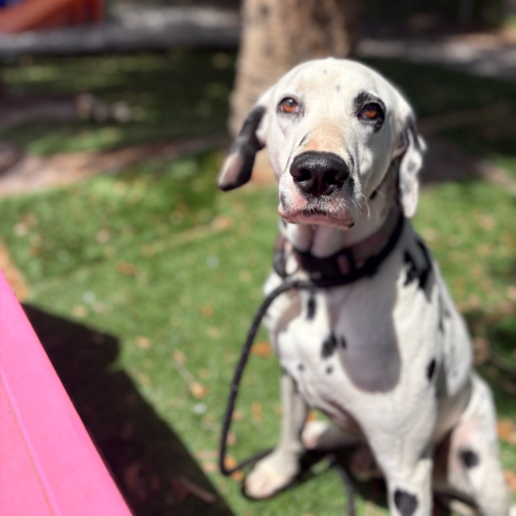 Shelter Stray Male Dog last seen , Port Richey, FL 34653