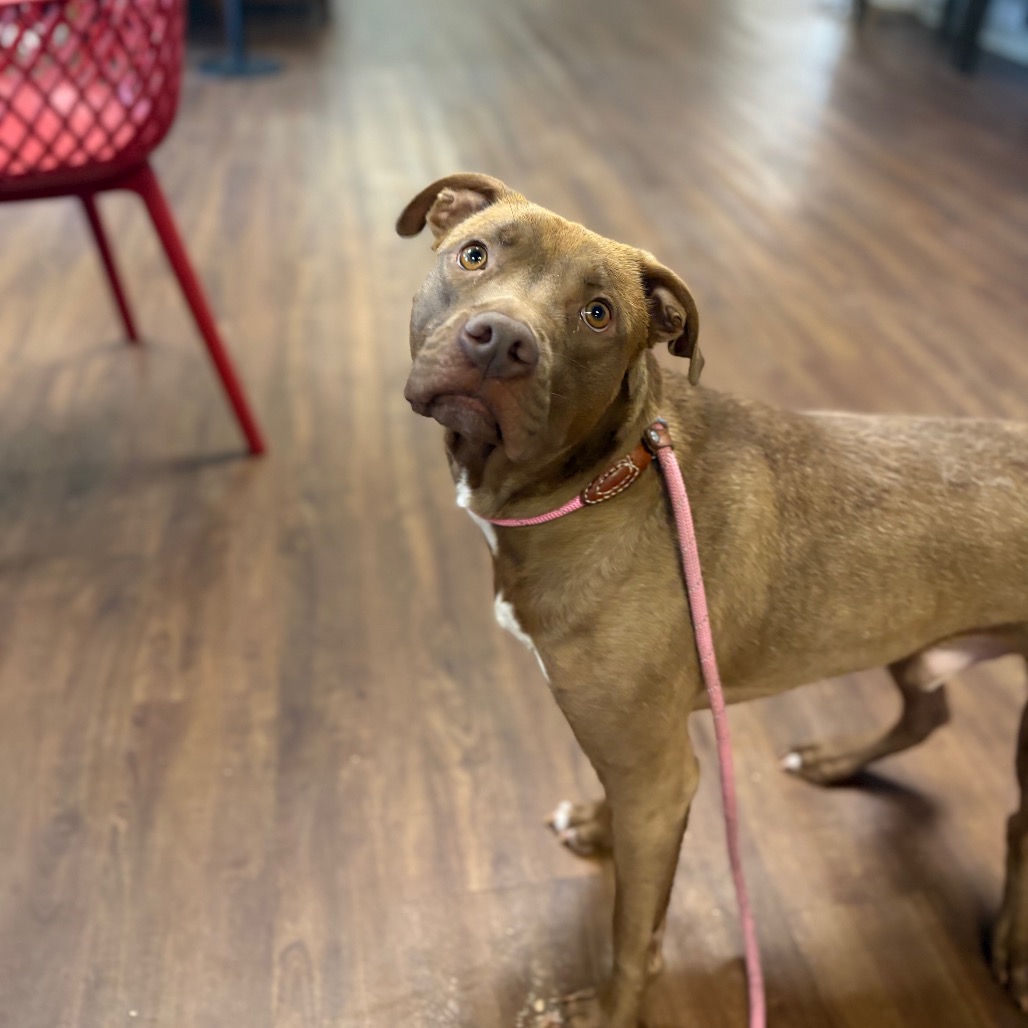 Shelter Stray Male Dog last seen , Port Richey, FL 34653
