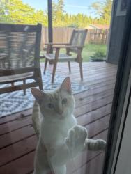 Found/Stray Male Cat last seen Mill Park Elementary , Portland, OR 97236