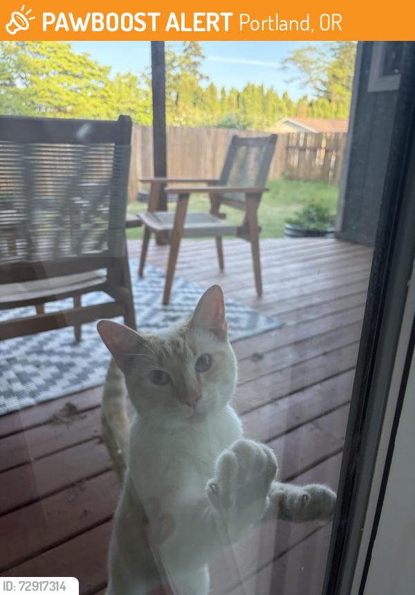 Found/Stray Male Cat last seen Mill Park Elementary , Portland, OR 97236