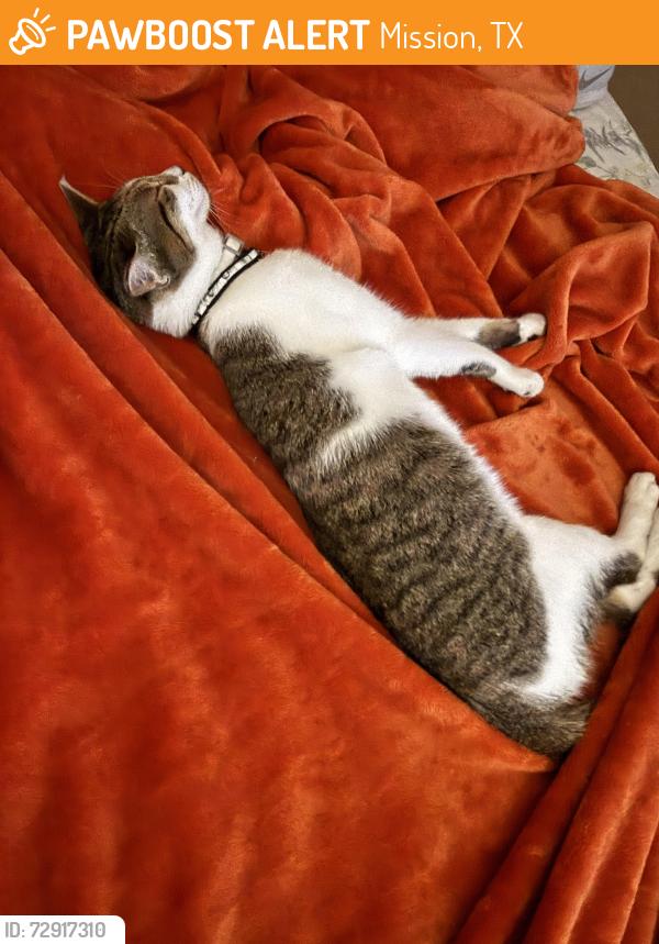Found/Stray Unknown Cat last seen Conway, Mission, TX 78572