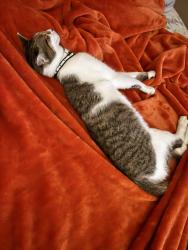 Found/Stray Unknown Cat last seen Conway, Mission, TX 78572