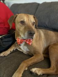 Reunited Male Dog last seen Yale n Fenton, Denver, CO 80227