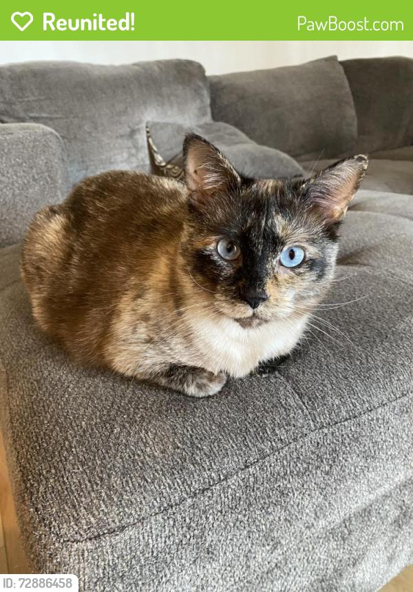 Reunited Female Cat last seen Brunette and Woolrodge, Coquitlam, BC V3K 3V3
