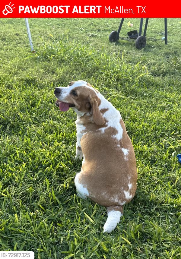 Lost Female Dog last seen Shadowbook neighborhood in McAllen , McAllen, TX 78504