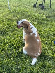 Lost Female Dog last seen Shadowbook neighborhood in McAllen , McAllen, TX 78504
