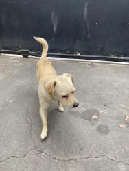 Found/Stray Male Dog last seen Intersection of raymond ave and 66th st, Los Angeles, CA 90044