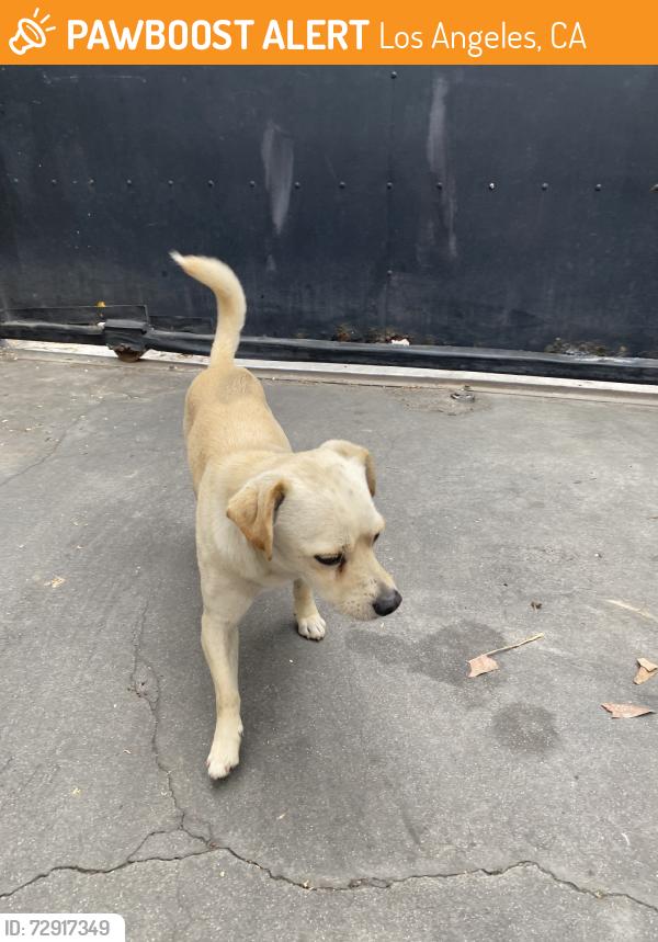 Found/Stray Male Dog last seen Intersection of raymond ave and 66th st, Los Angeles, CA 90044