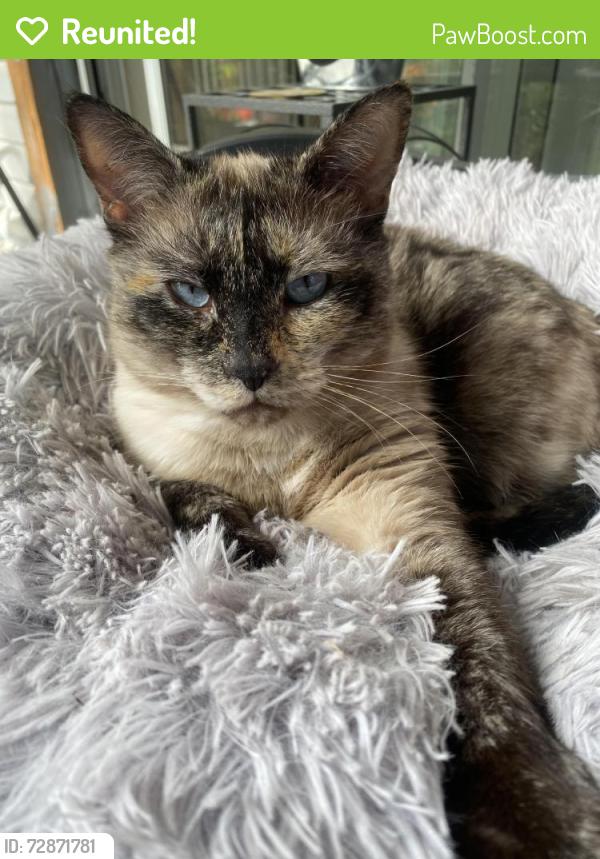 Reunited Female Cat last seen Near Adair Ave, Coquitlam, BC 