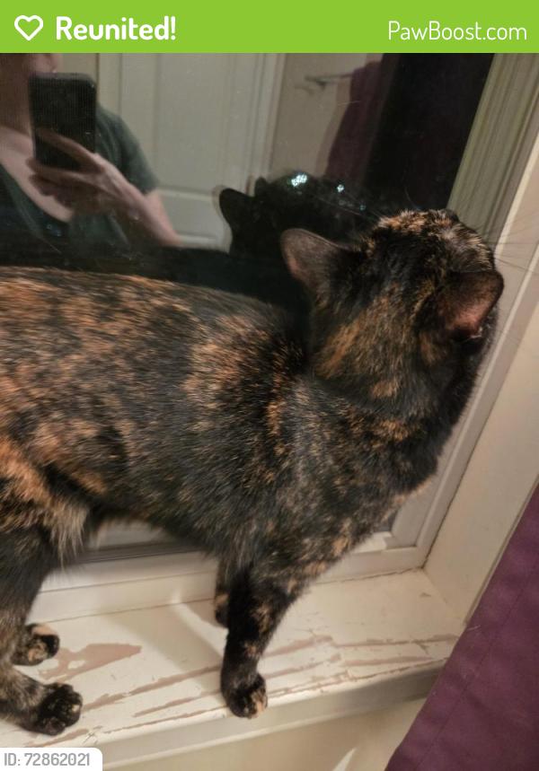 Reunited Unknown Cat last seen Ellerslie Ave and Chestnut Hill, Baltimore, MD 21218