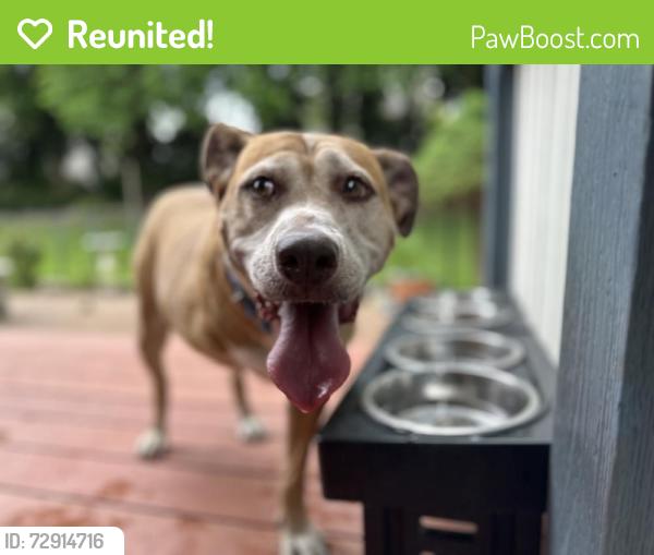 Reunited Female Dog last seen merridale st, Wichita, KS 67212