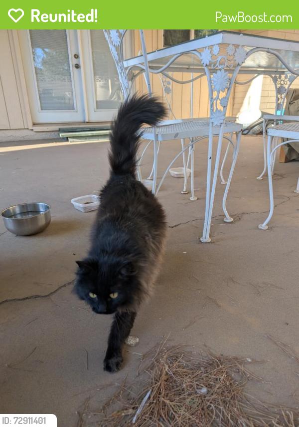 Reunited Unknown Cat last seen 59th Ave & W Northern Ave , Glendale, AZ 85301