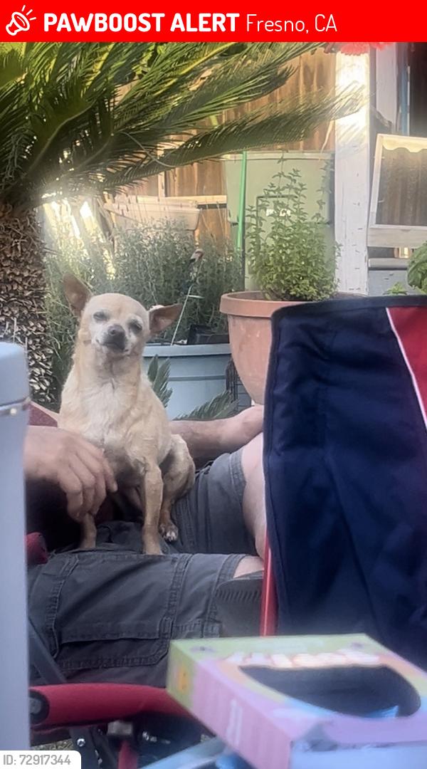 Lost Female Dog last seen West & McKinley , Fresno, CA 93728