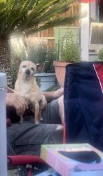 Lost Female Dog last seen West & McKinley , Fresno, CA 93728