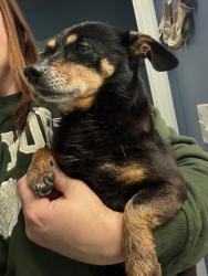 Reunited Male Dog last seen Old Bermuda Hundred and Woods Edge, South Chesterfield, VA 23834
