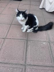 Reunited Unknown Cat last seen Eastbrook s, Gilbert and University Dr, Mesa, AZ 85203