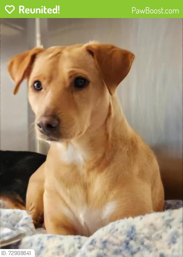 Reunited Female Dog last seen Pebble Beach Dr and Spyglass, Garland, TX 75043