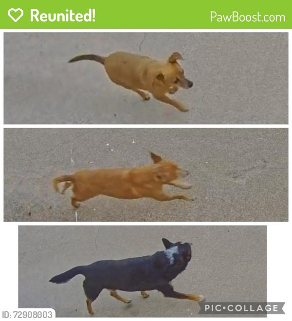 Reunited Male Dog last seen 17th, Odessa, TX 79761