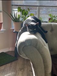 Reunited Male Cat last seen Jasper Street cndmniums , Brighton, CO 80603