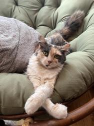Reunited Female Cat last seen Grove and Lavergne, Skokie, IL 60077