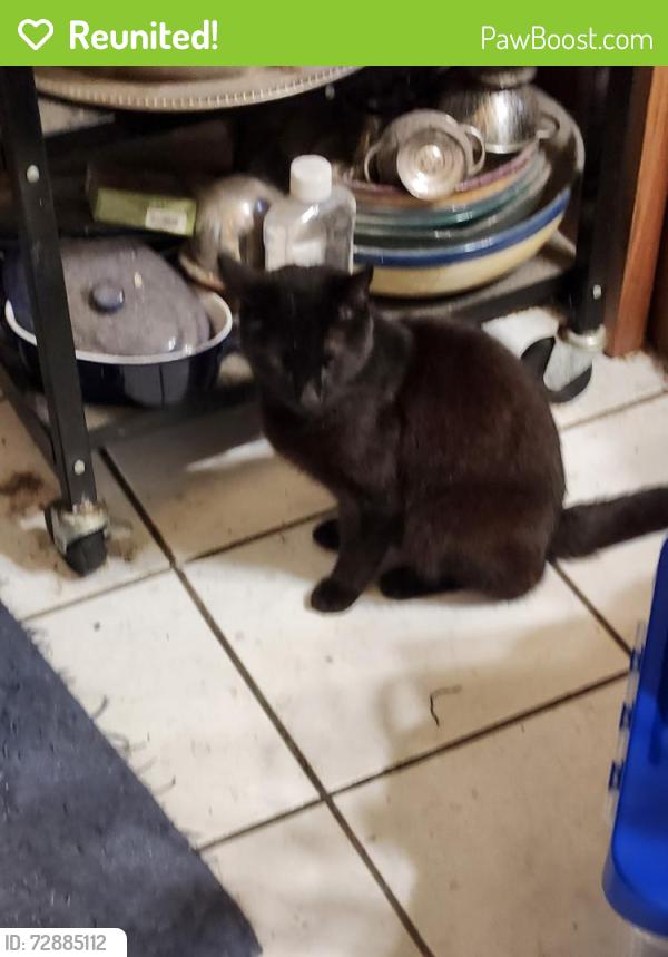 Reunited Male Cat last seen Leigh Ave and Race Street, Princeton NJ, Princeton, NJ 08540