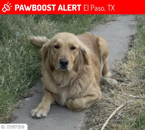 Lost Female Dog last seen Dyer y Hayes av , El Paso, TX 79930