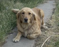 Lost Female Dog last seen Dyer y Hayes av , El Paso, TX 79930