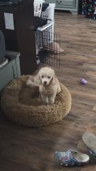 Lost Female Dog last seen Near 39th street w , Lehigh Acres, FL 33971