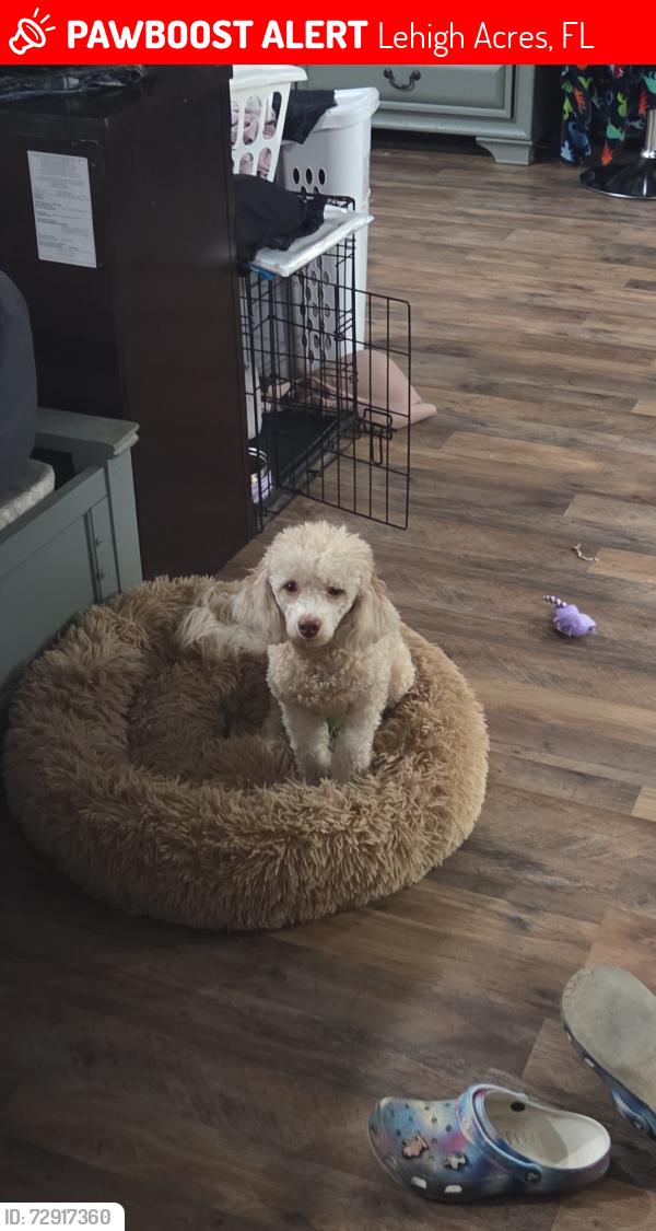 Lost Female Dog last seen Near 39th street w , Lehigh Acres, FL 33971