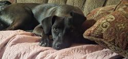 Reunited Female Dog last seen Near jeffrey rd , Rio Rancho, NM 87144