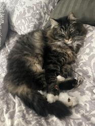 Lost Male Cat last seen Princeton Ave, Lilac Ave, Idlewood Rd and Freedom Park, Charlotte, NC 28209
