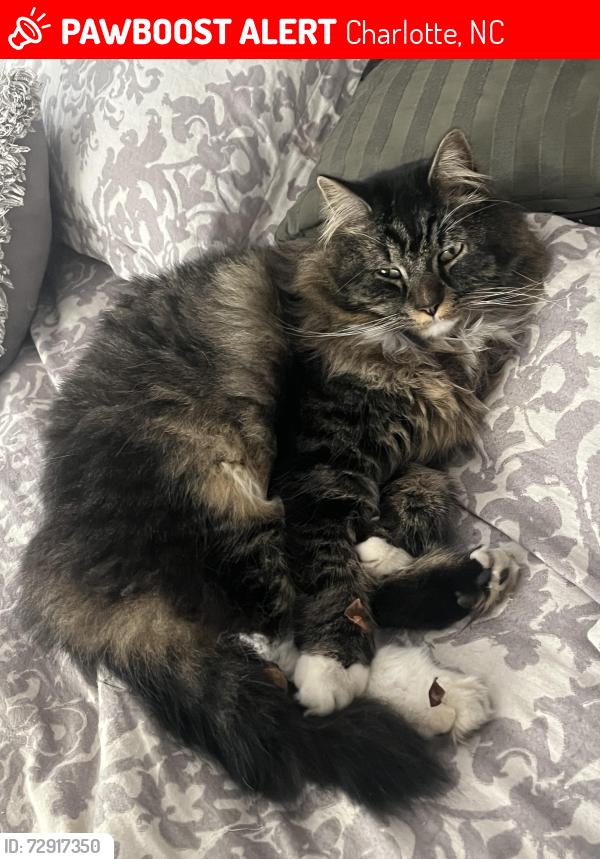 Lost Male Cat last seen Princeton Ave, Lilac Ave, Idlewood Rd and Freedom Park, Charlotte, NC 28209