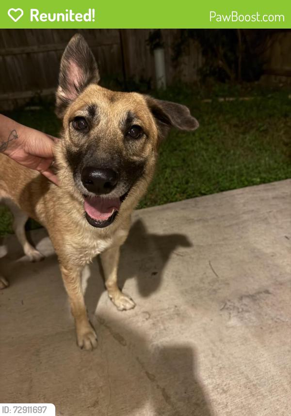 Reunited Female Dog last seen Braun and Bandera , San Antonio, TX 78254