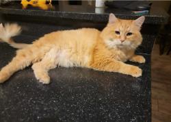 Reunited Male Cat last seen 83rd and Becher, West Allis, WI 53219