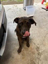 Found/Stray Male Dog last seen robley drive, Lafayette, LA 70503