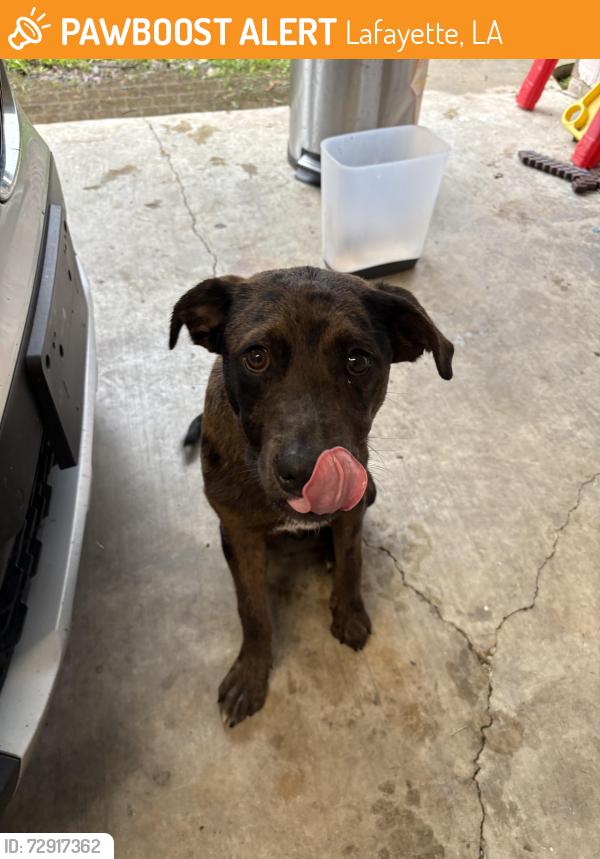 Found/Stray Male Dog last seen robley drive, Lafayette, LA 70503