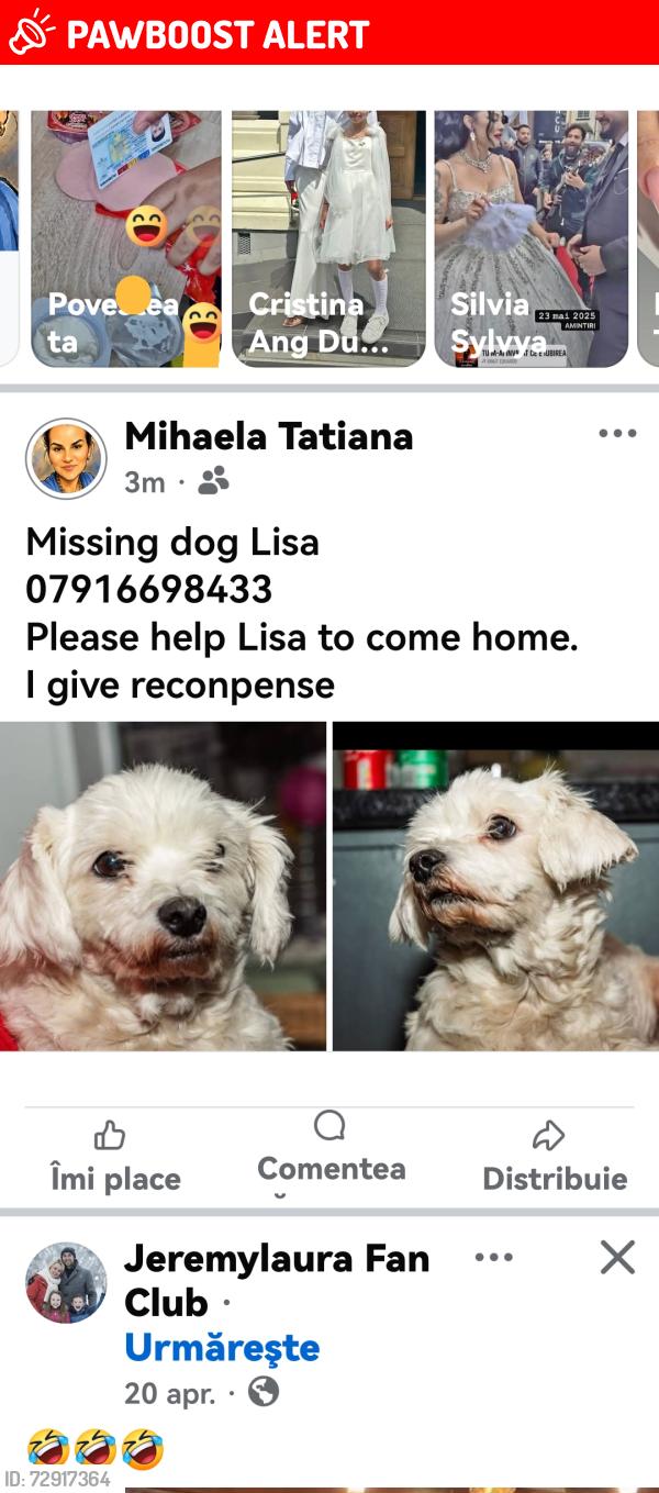 Lost Female Dog last seen Summer road Erdington , Erdington, England B23