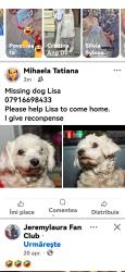 Lost Female Dog last seen Summer road Erdington , Erdington, England B23