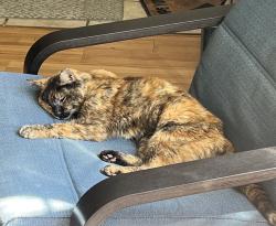 Reunited Female Cat last seen SE Arista and Rupert, Oak Grove, OR 97267