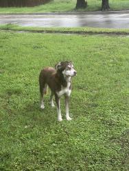 Found/Stray Female Dog last seen Odessa Dr, San Antonio, TX 78220