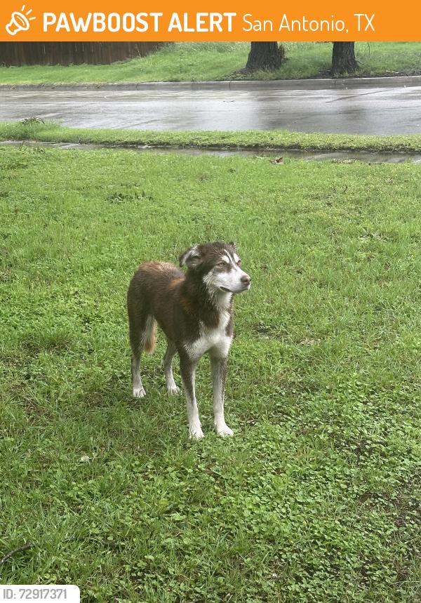 Found/Stray Female Dog last seen Odessa Dr, San Antonio, TX 78220