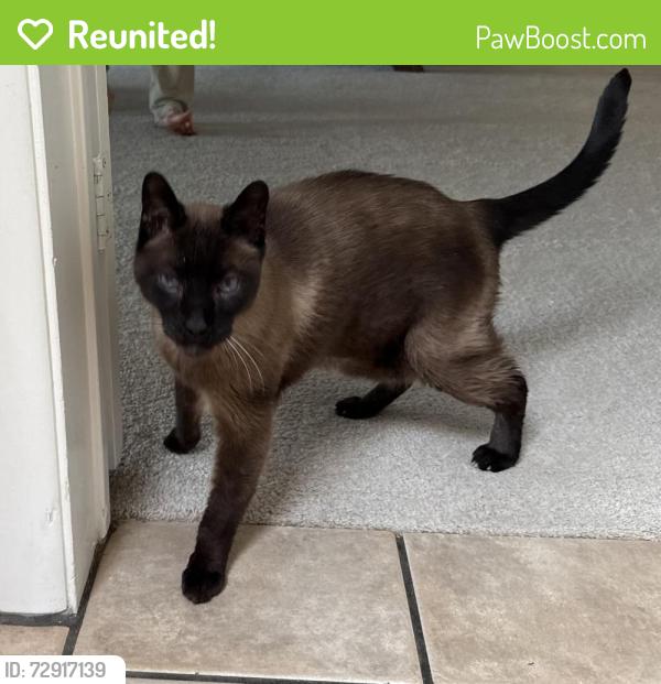 Reunited Male Cat last seen Awhatukee- E. Sequoia Trail, Phoenix, AZ 85044