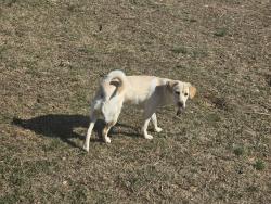 Reunited Male Dog last seen Amherst Avenue, Springfield, VA 22150