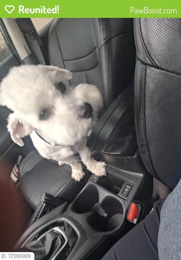 Reunited Male Dog last seen Cooper Crk St, Fort Worth, TX 76179, USA, Fort Worth, TX 76179